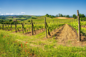 vinice, na korých sa pestuje víno Barbaresco